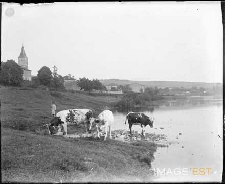 Vaches au bord d'une rivière (Lorraine)